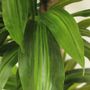 PLA-0017-015c